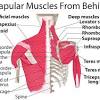 Your shoulder blade is a large flat bone. 1