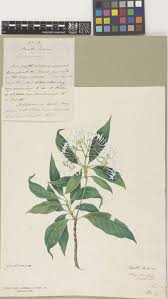 Image result for Pavetta sp. I