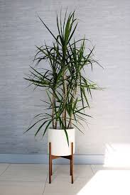 Como cuidar da palmeira ráfia. Palmeira Rafia Como Cuidar Preco E 60 Ideias De Decoracao