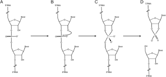 Alkaline Hydrolysis To Remove Potentially Infectious Viral Rna Contaminants From Dna Virology Journal Full Text