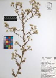 Image result for Erigeron bonariensis