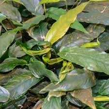 Image result for Humularia minima