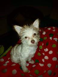 My Adorable Chi-poo Animals Pets Chihuahua