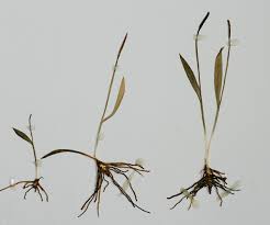 Image result for Ophioglossum gomezianum