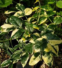 Wherry's foamflower tiarella cordifolia var. Charisma Variegated Pink Bower Vine Pandora Vine Jasmine Rare Unusual Plants Almost Eden