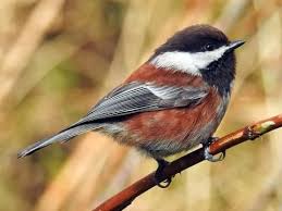 Black Birds In California Chestnut Backed Chickadee Adult Is Similar To Black Capped Chickadee Chickadee Chickadee Photos Black Capped Chickadee