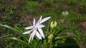 Image result for Crinum paludosum
