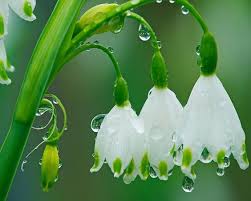10) April showers bring May flowers | Beautiful flowers, No rain no  flowers, Love flowers