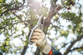Tree Pruning 101: Proper Tools and Easy Techniques - Birds and Blooms