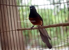 Nov 26, 2020 · baca juga: Breeding Video Karakter Oke Murai Silangan Borneo Medan Banyak Dicari Burungnews