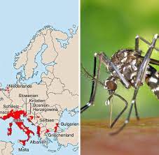 Jahrhunderts ist die asiatische tigermücke auch in europa anzutreffen. Neue Bedrohung Deutschland Soll Kampf Gegen Moskitos Aufnehmen Welt