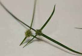 Image result for Kyllinga appendiculata