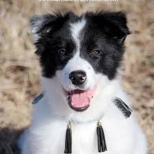 Maybe you would like to learn more about one of these? Circle Cr Border Collies Home Facebook