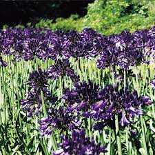 Check spelling or type a new query. Deep Purple Agapanthus