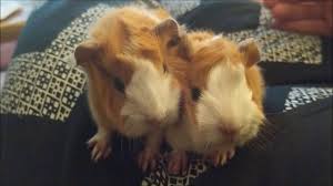What do rapunzel, ariana grande, and a guinea pig have in common? 1 Day Old Baby Peruvian Guinea Pigs Youtube