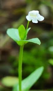 Image result for Craterostigma nummulariifolium