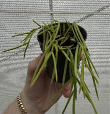 Image result for Nesaea linearis