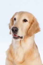 fierymill mei dan second blonde flat coated retriever dog portraits dog breeds