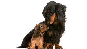 Dachshund Lifespan How Long Do Dachshunds Live