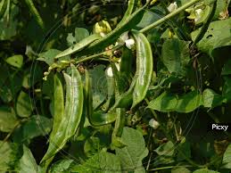 Image result for Dolichos sericeus