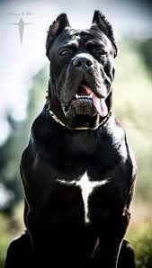 Cane Corso Dogs Cane Corso Dogs 2020 Cane Corso Kopek Turleri Kedi Kopek
