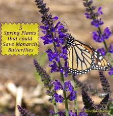 Even a small backyard garden can make a. 5 Spring Plants That Could Save Monarch Butterflies