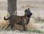 Malinois Dutch Shepherd