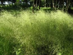 Tipps zu bauträgersuche und vertragsabschluss. Deschampsia Caespitosa Tautrager Skolky Haupt