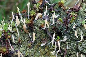 Image result for Multiclavula mucida