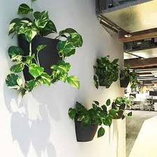 Client Jayne Hanging Pothos Wall Planter 400x400 Wall Plants Indoor Plants Vertical Garden Wall