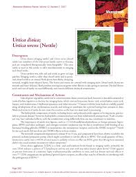 Image result for Urtica urens