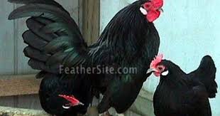 See more ideas about chicken breeds, bantam chickens, bantam chicken breeds. Dutch Bantams Also Sometimes Known As Old Dutch Hens Best Egg Laying Chickens Chicken Breeds Chickens Backyard