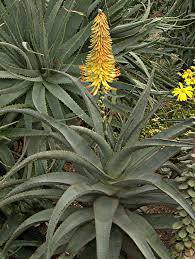 Image result for Asphodelaceae