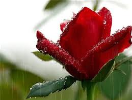 Free for commercial use no attribution required high quality images. Rose In Rain Gif On Imgur