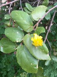 Image result for Grewia holtzii