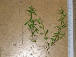 Image result for Oldenlandia cana