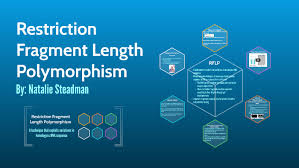 Canadian journal of forest research, 21: Restriction Fragment Length Polymorphism By Natalie Steadman