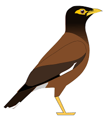First known use of mana. Clipart Bird Maina Clipart Bird Maina Transparent Free For Download On Webstockreview 2020