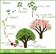Illustration About Life Cycle Of Cherry Tree With Captions Plant Growing From Seed To Cherry Tree Illustration Of Life Flow Cherry Tree Plants Growing Seeds