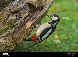 Picid hi-res stock photography and images - Alamy