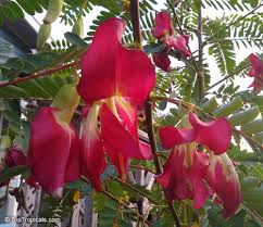 Image result for Craibia grandiflora
