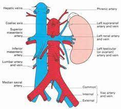 Blood supply to abdominal digestive organs(and the spleen)•three unpairedbranches of abdominal aorta•vessels (and nerves) travel through dorsal. 10 Vascular Anyone Ideas Vascular Arteries Vascular Ultrasound