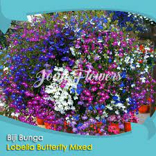 We did not find results for: Bbibit Tanaman Bunga Lobelia Butterfly Mixed Benih Bibit Tanaman Hias Untuk Dekorasi Rumah Shopee Indonesia