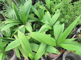 Image result for Molineria