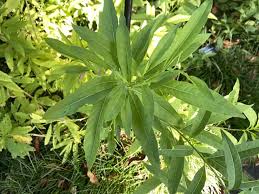 Image result for Cestrum parqui