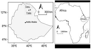 Image result for Lipocarpha rehmannii
