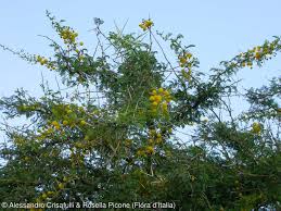 Image result for Acacia karroo