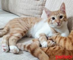 kedi sahi p panosundaki pin