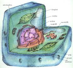 The dark spots are ribosomes. Ribosome Structure Plant Cell Cell Wall Prokaryotes
