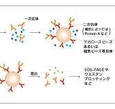 免疫沈降（IP）の原理と方法 | MBLライフサイエンス